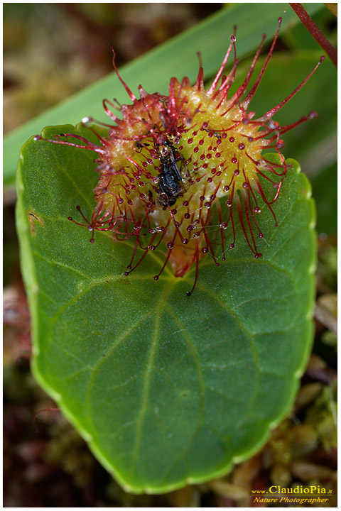 Rosolida, Common sundew, pianta insettivora, rosolida, pianta carnivora,  pinguicola drosera val d'aveto